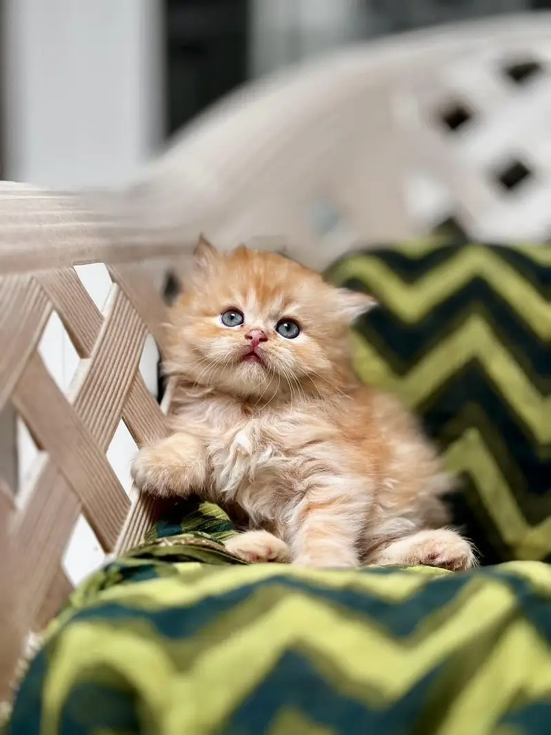 Persian British punch face kitten cat available — photo 12
