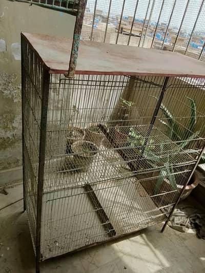 birds cage