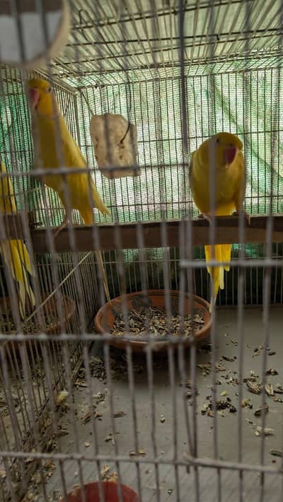 yellow ringneck pairs