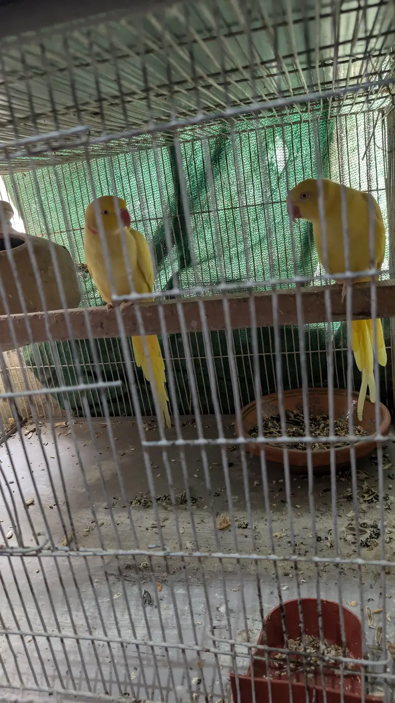 yellow ringneck pairs — photo 2