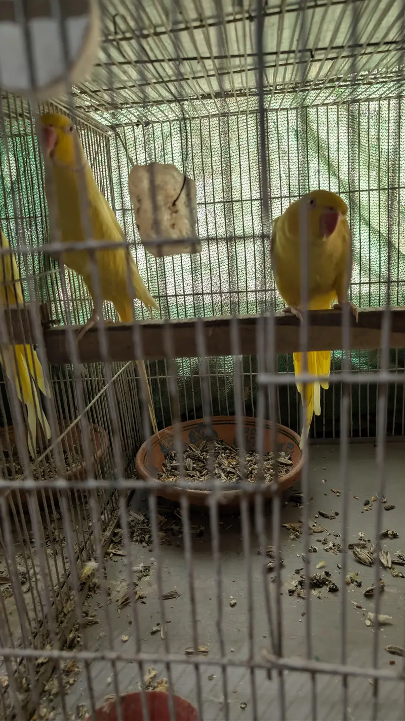 yellow ringneck pairs — photo 3