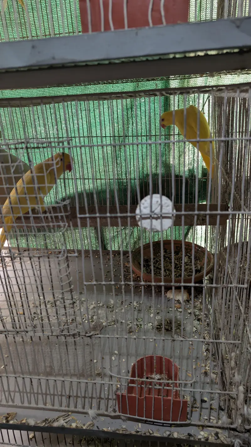 yellow ringneck pairs — photo 4