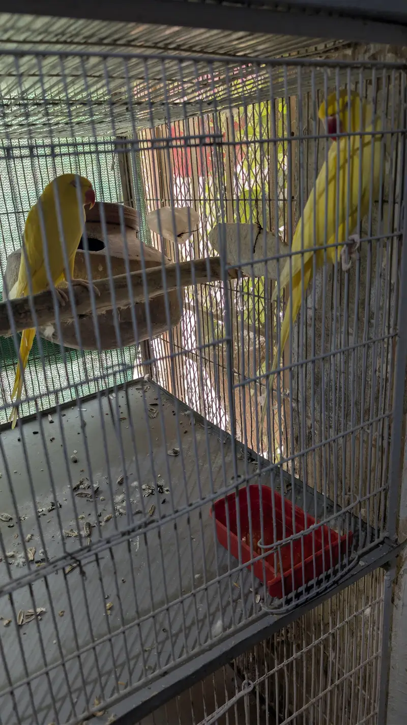 yellow ringneck pairs — photo 6