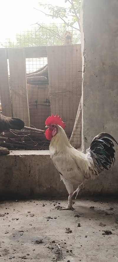 golden misri