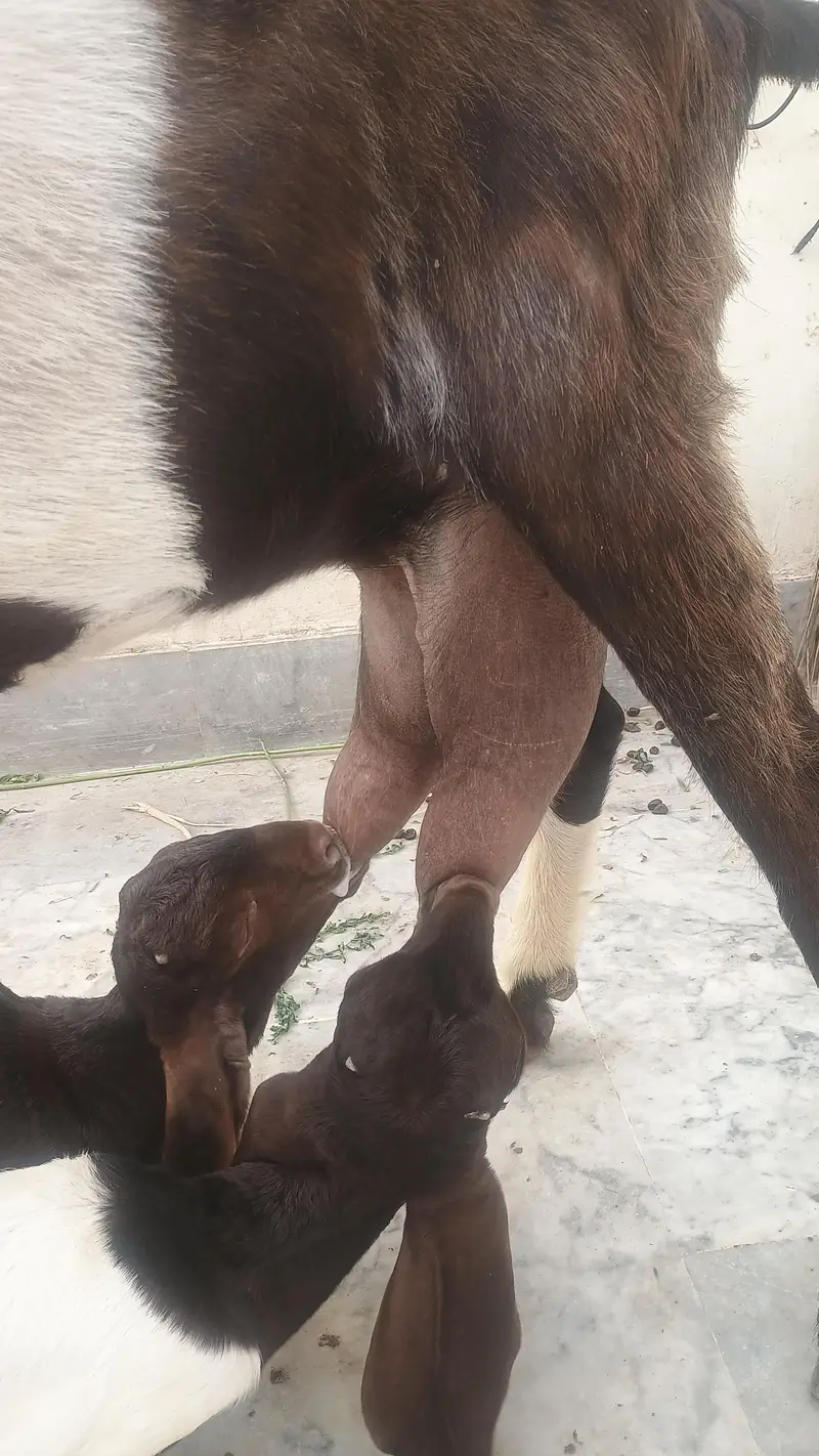 1kamri bakri 2 bachy male female — photo 4