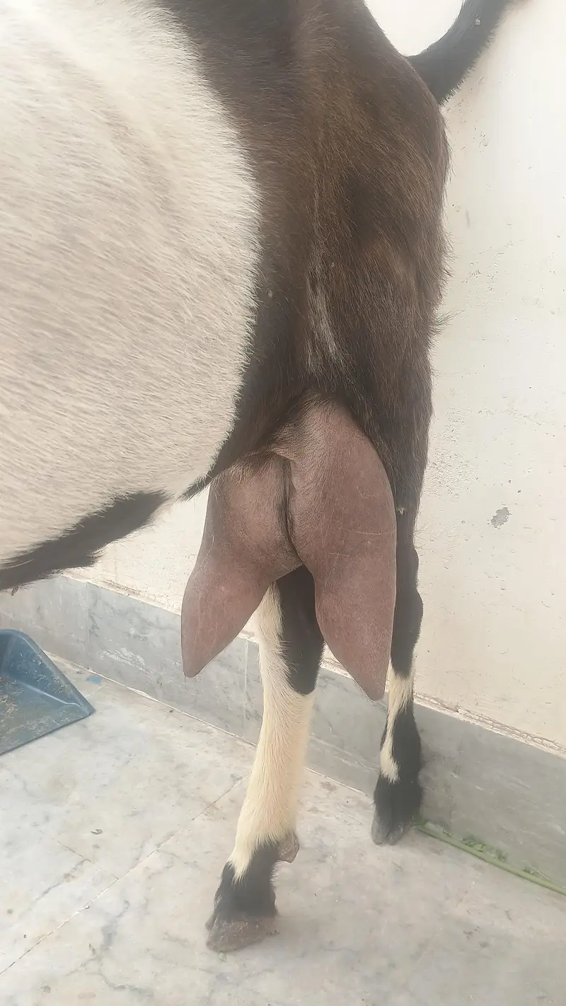 1kamri bakri 2 bachy male female — photo 5
