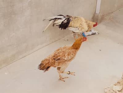 Aseel Pair