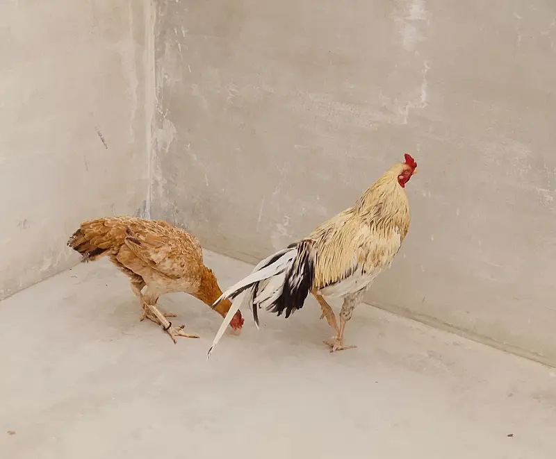Aseel Pair — photo 2