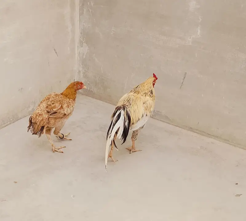 Aseel Pair — photo 4