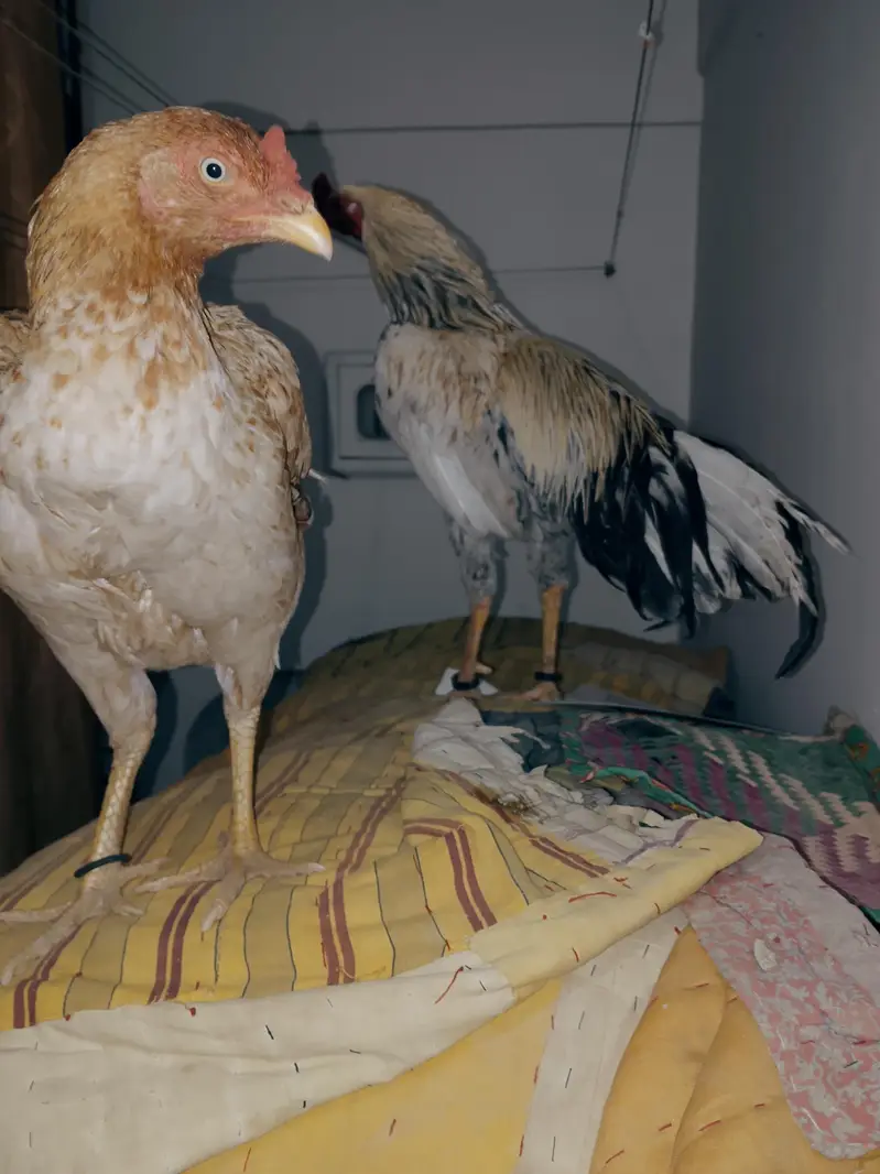 Aseel Pair — photo 8