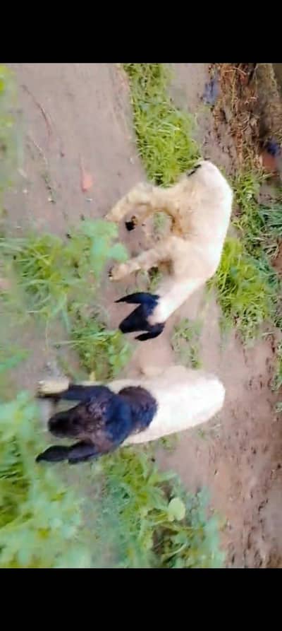 Desi sheep wd 2 male kids