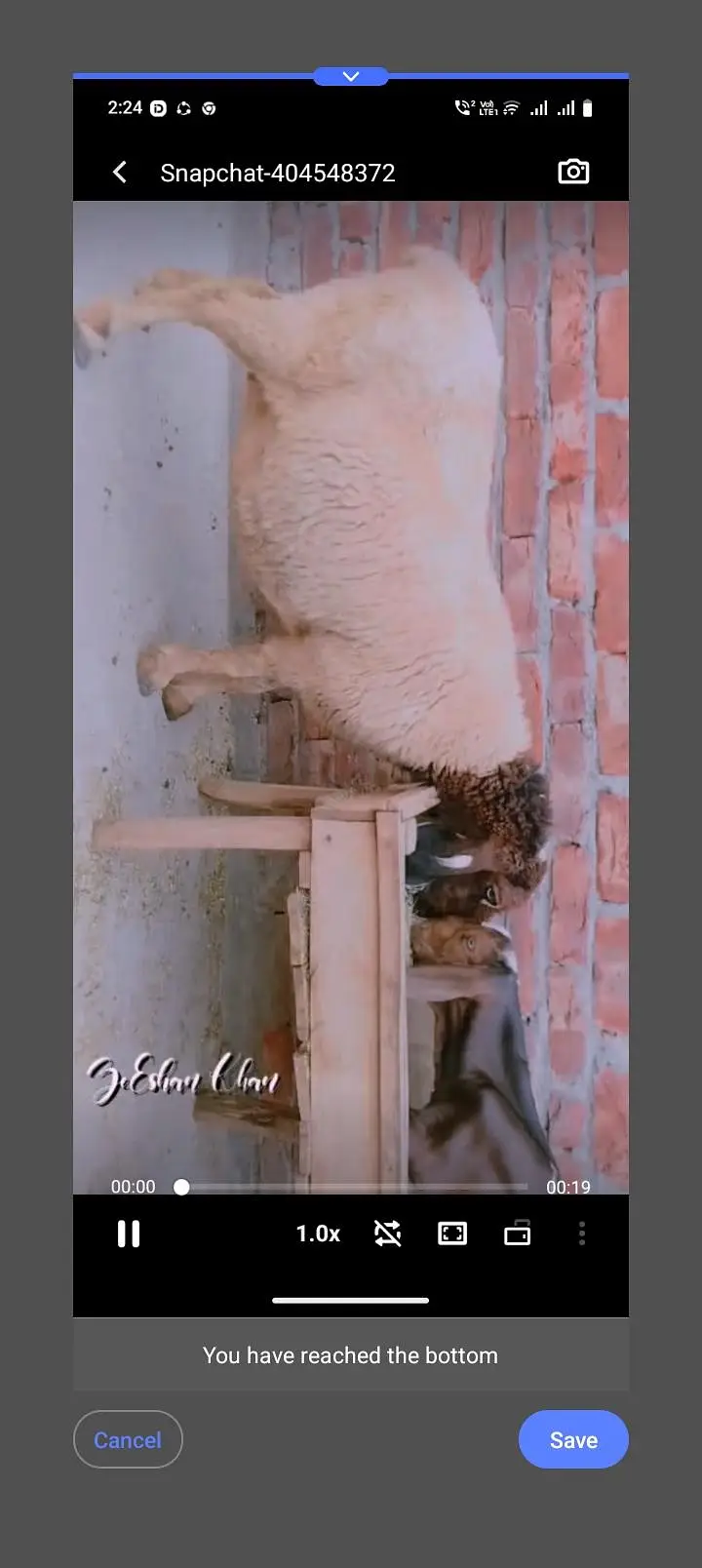 Desi sheep wd 2 male kids — photo 2
