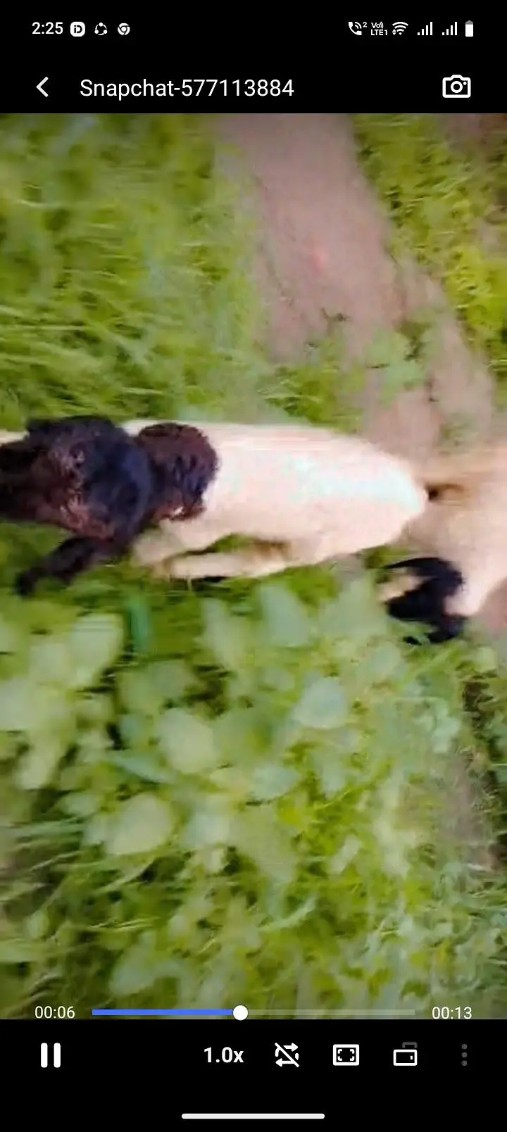 Desi sheep wd 2 male kids — photo 3