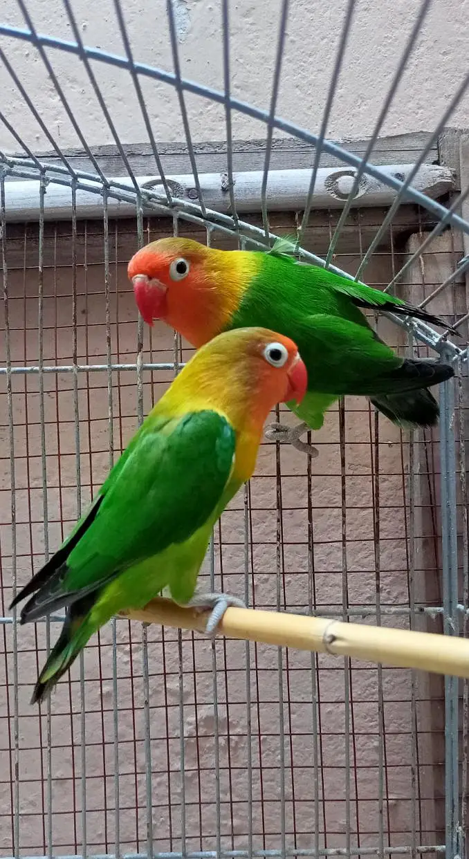 Love birds Fisher Pair & Latino Red Eyes Pair & Albino Red Eyes Pair