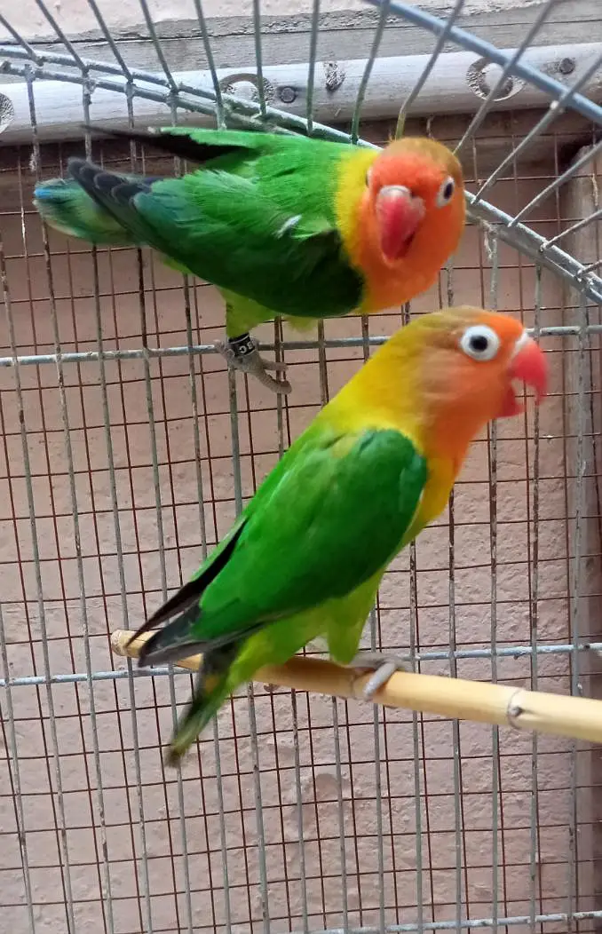 Love birds Fisher Pair & Latino Red Eyes Pair & Albino Red Eyes Pair — photo 3
