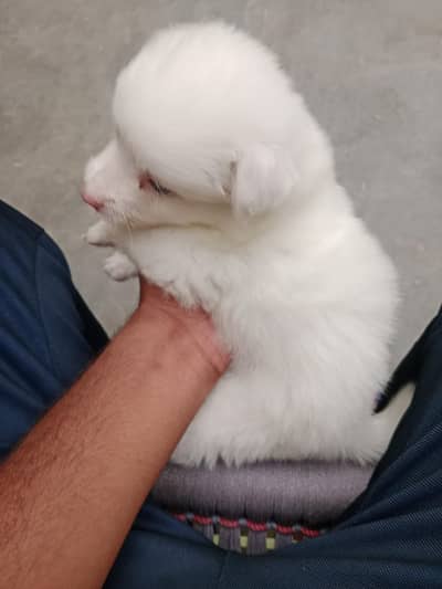 03361659000 call pand adorable Russian puppies are available for sale.