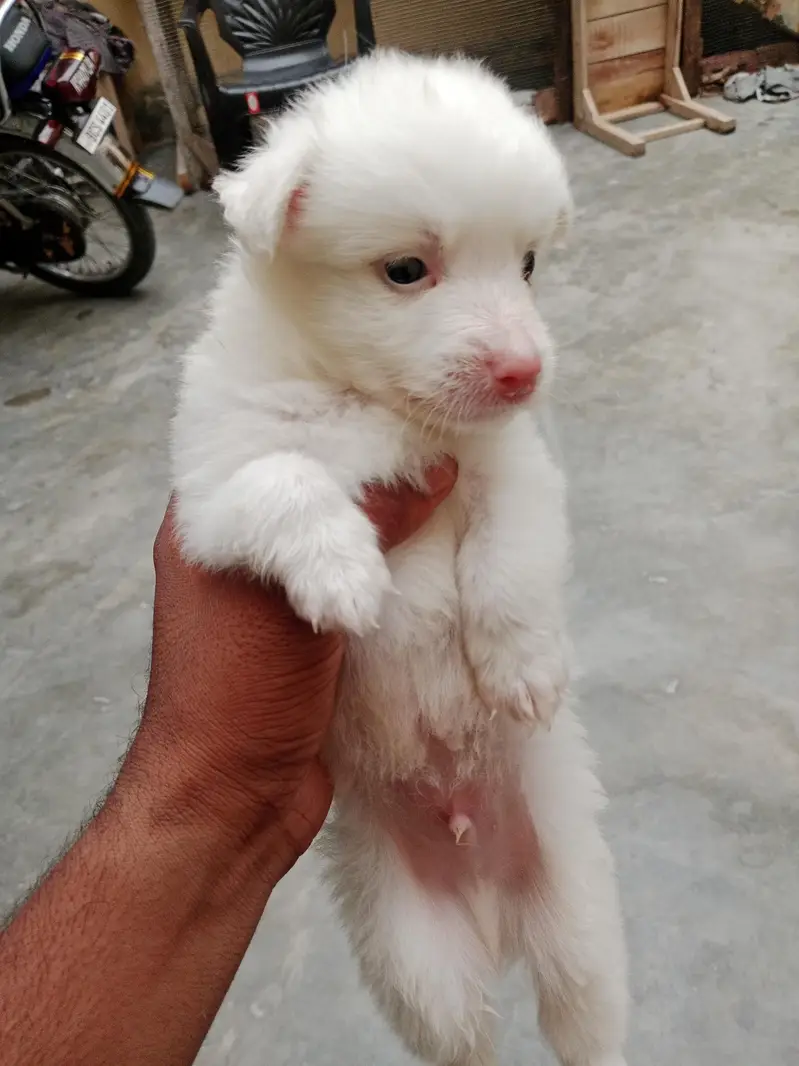 03361659000 call pand adorable Russian puppies are available for sale. — photo 2