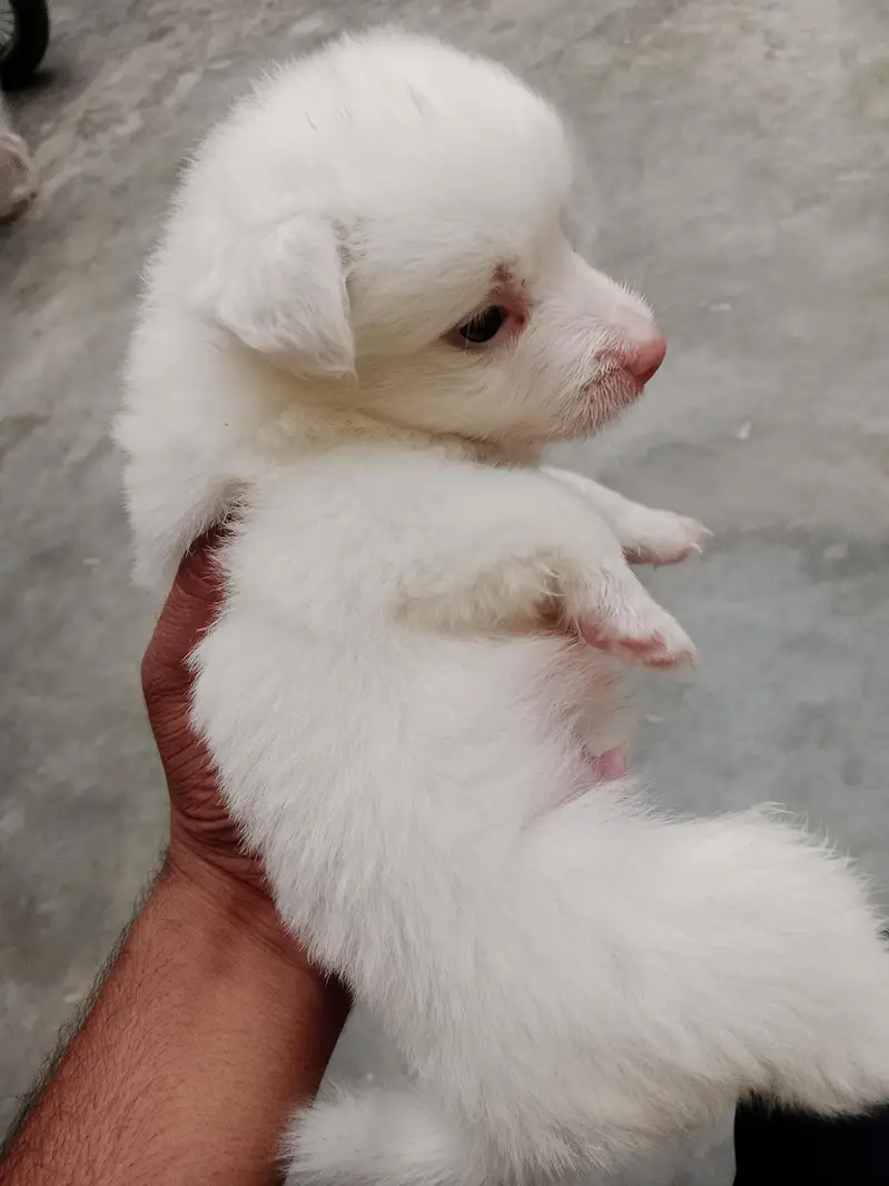 03361659000 call pand adorable Russian puppies are available for sale. — photo 3