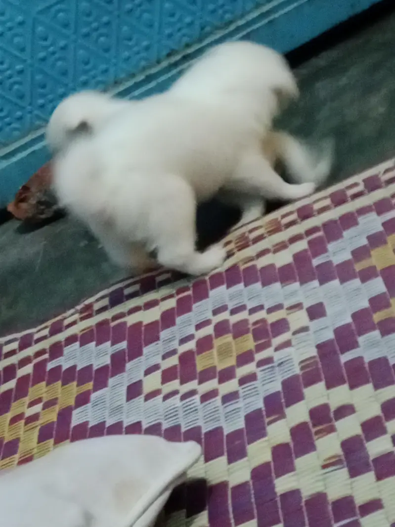 03361659000 call pand adorable Russian puppies are available for sale. — photo 4