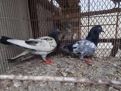 kabli pair