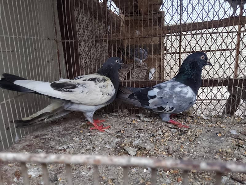 kabli pair 0