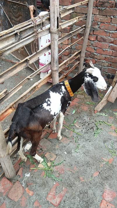 tadi bakri avilabel for sell
