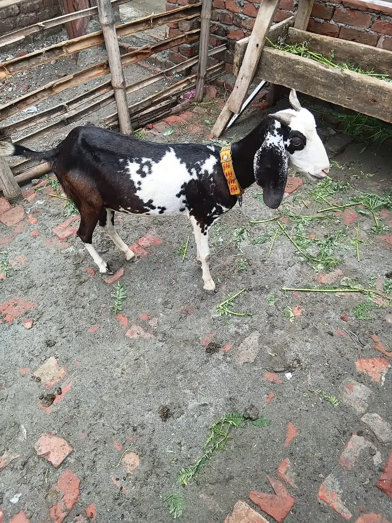 tadi bakri avilabel for sell — photo 2