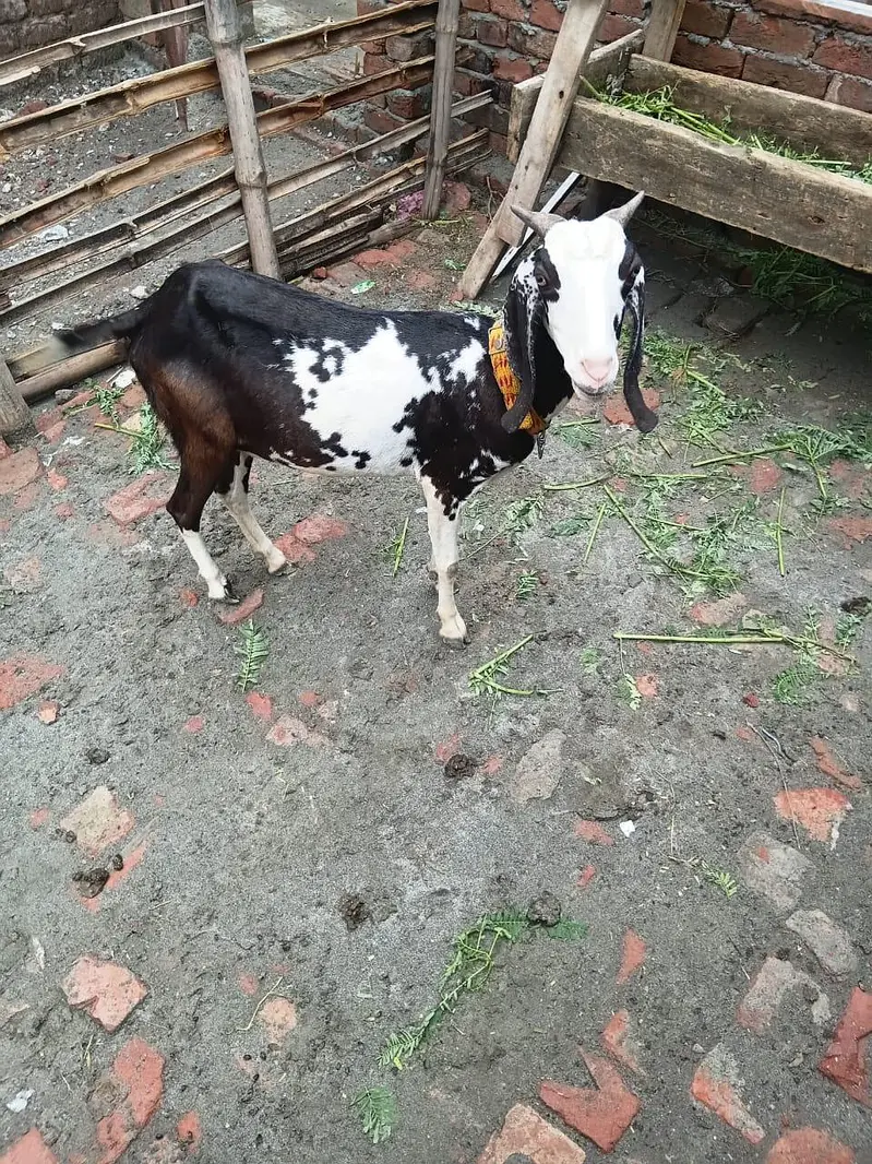 tadi bakri avilabel for sell — photo 3
