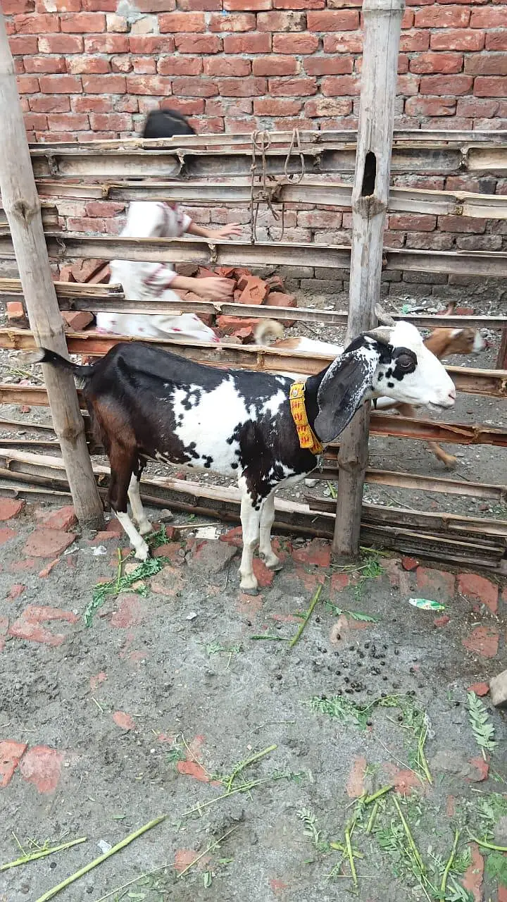 tadi bakri avilabel for sell — photo 4