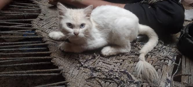 Male for sale