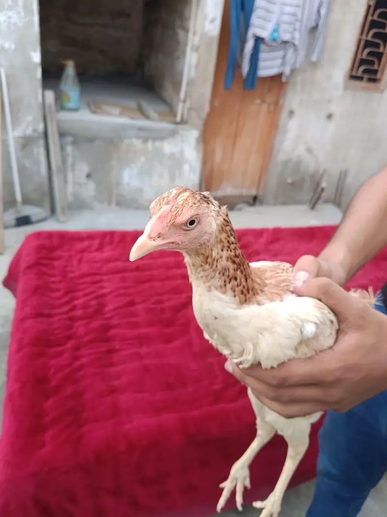 ASEEL MURGHI PURE WHITE EYES WITH 3 CHICKS — photo 2