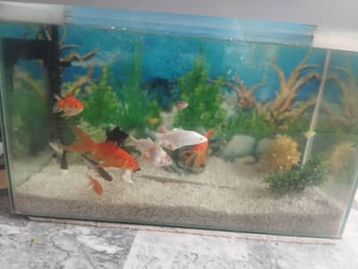Aquariums & Fish Tanks_ Fish Aquariums setup | 15 Fishes