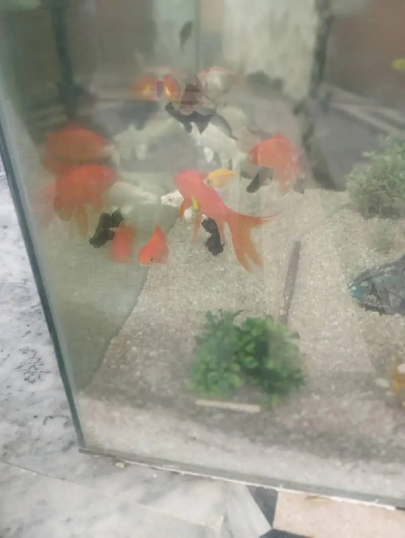 Aquariums & Fish Tanks_ Fish Aquariums setup | 15 Fishes — photo 2