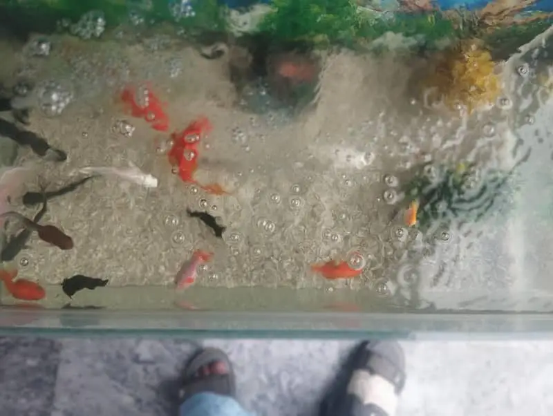 Aquariums & Fish Tanks_ Fish Aquariums setup | 15 Fishes — photo 3