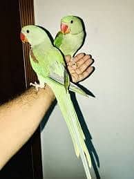kashmiri raw parrots | Hand tamed birds | green parrot