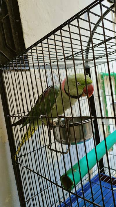 30000 final price talking parrot