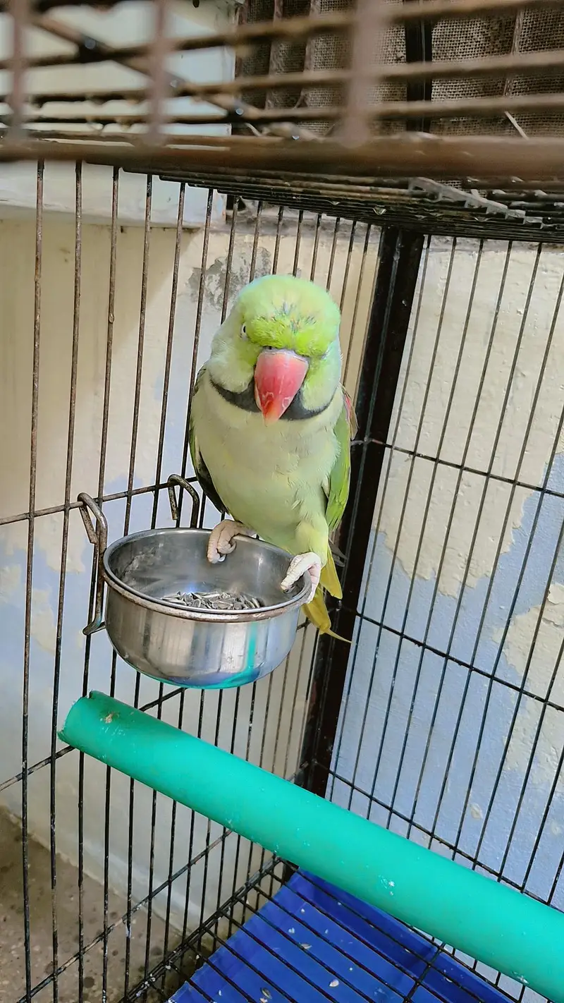 30000 final price talking parrot — photo 2