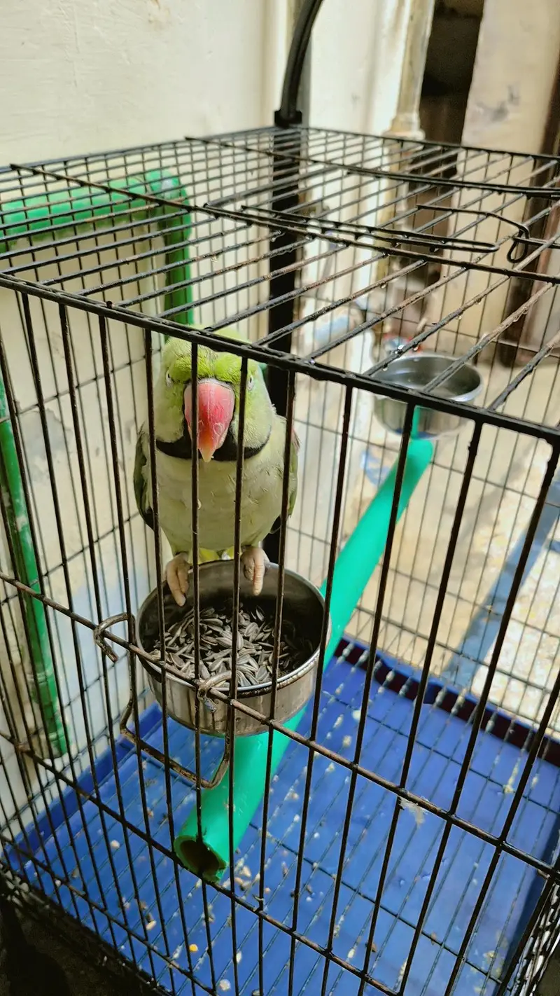 30000 final price talking parrot — photo 3