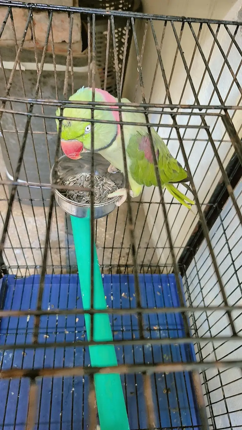30000 final price talking parrot — photo 4