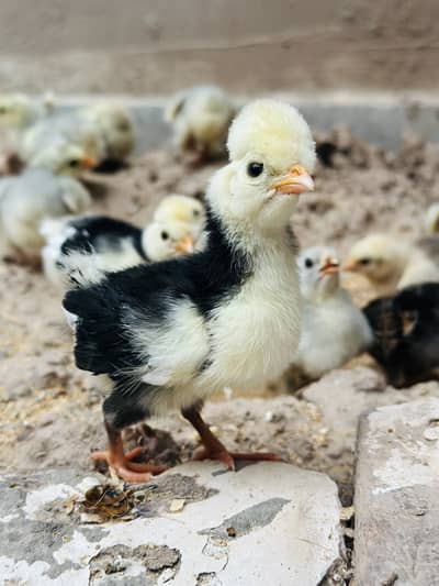 Polish ,lavender cochin bantam,silky,Aseel fancy chicks pair
