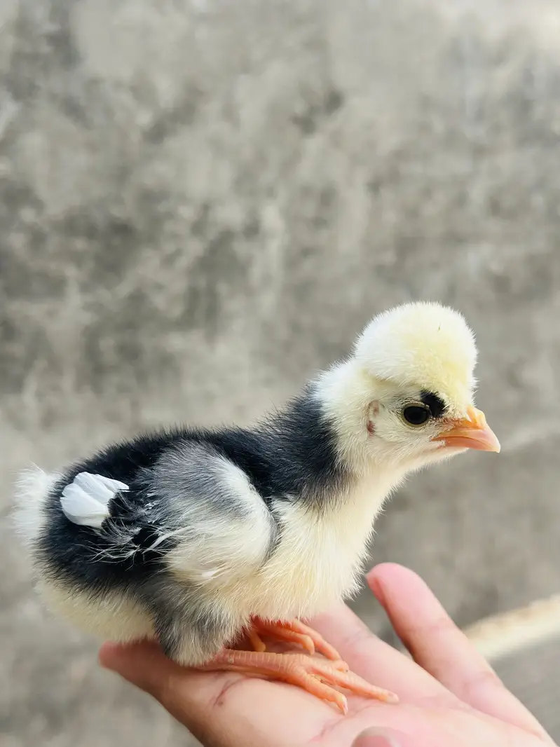 Polish ,lavender cochin bantam,silky,Aseel fancy chicks pair — photo 2