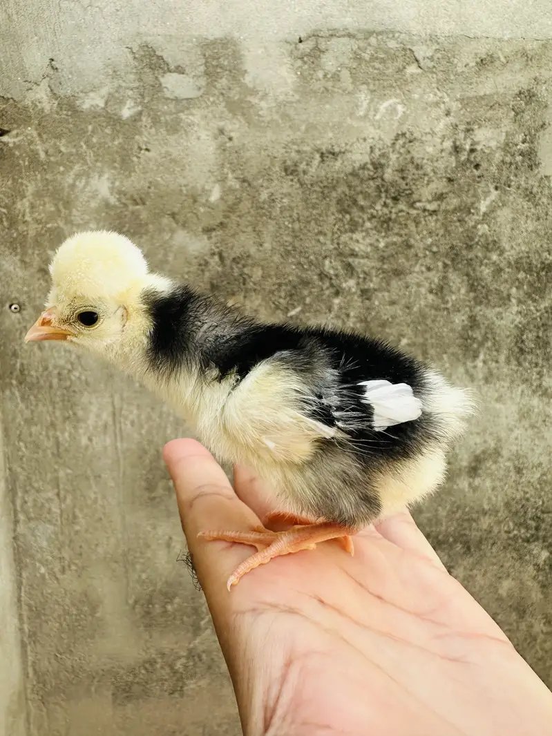 Polish ,lavender cochin bantam,silky,Aseel fancy chicks pair — photo 3