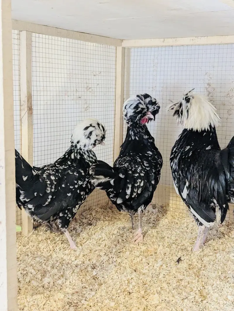Polish ,lavender cochin bantam,silky,Aseel fancy chicks pair — photo 4