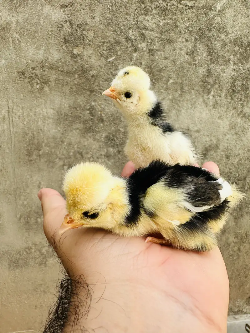 Polish ,lavender cochin bantam,silky,Aseel fancy chicks pair — photo 5
