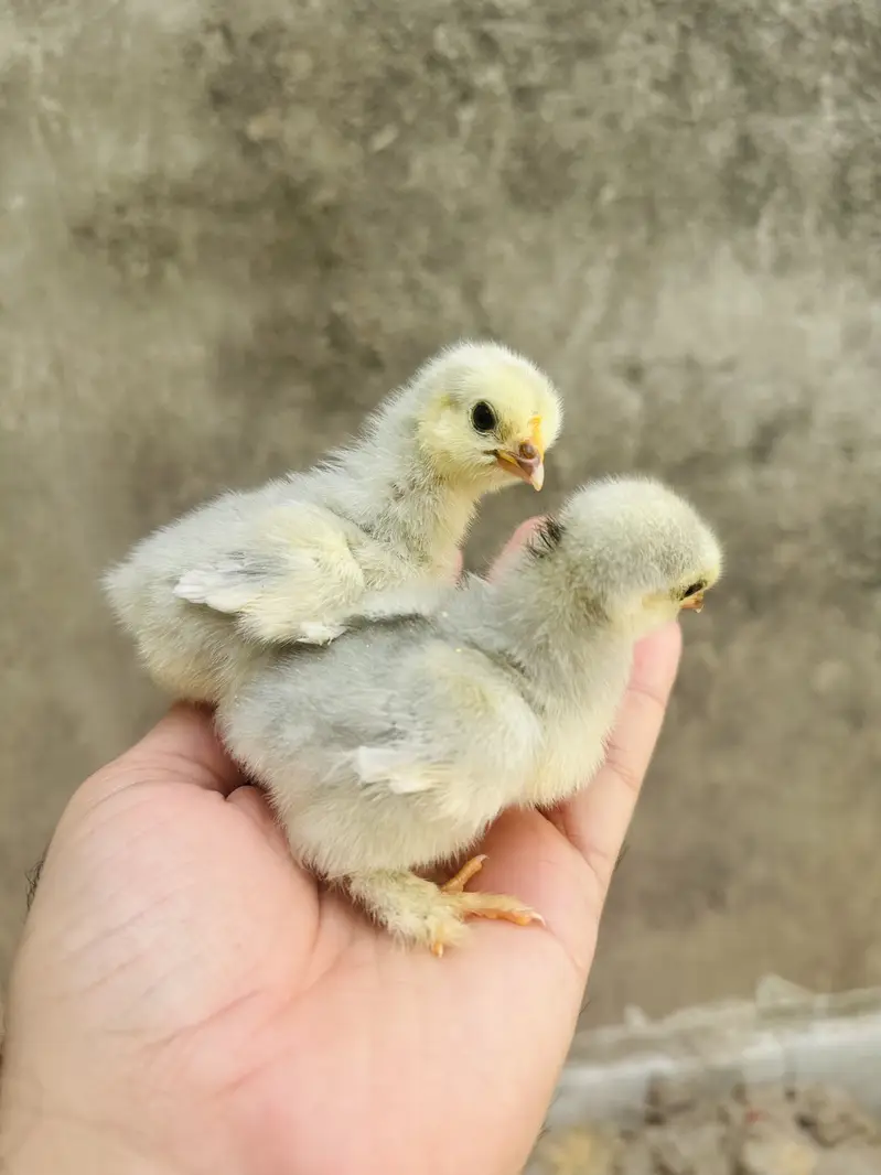 Polish ,lavender cochin bantam,silky,Aseel fancy chicks pair — photo 6