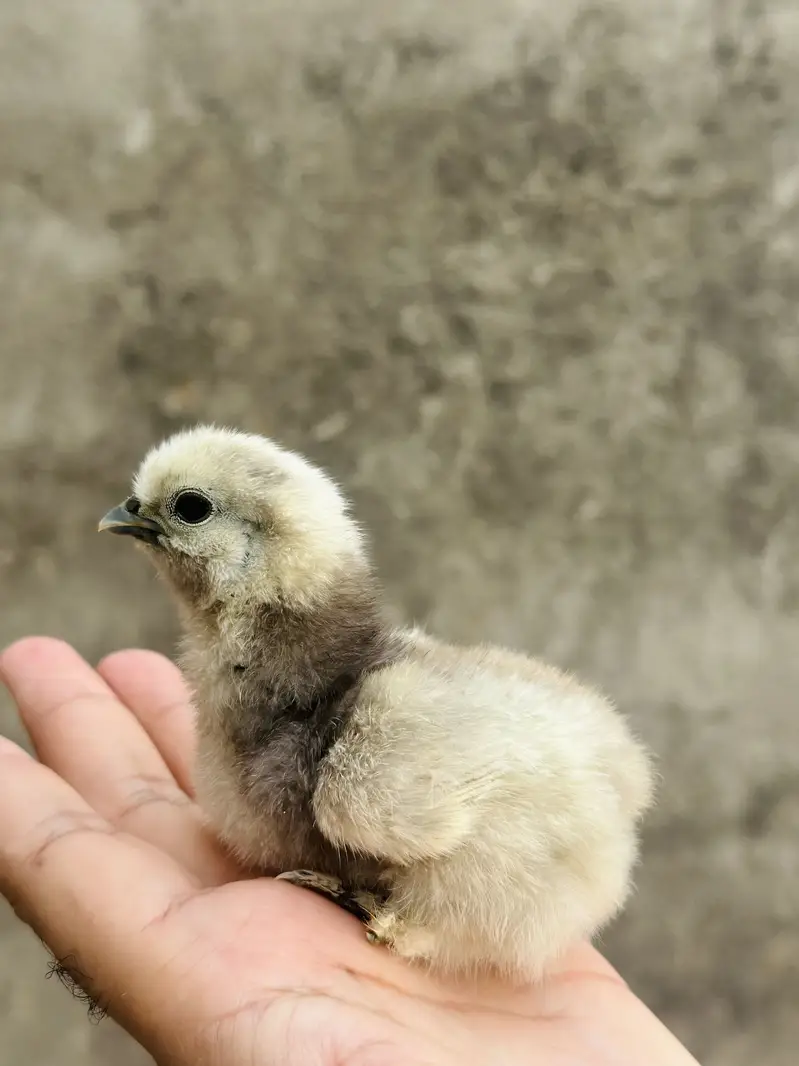 Polish ,lavender cochin bantam,silky,Aseel fancy chicks pair — photo 7