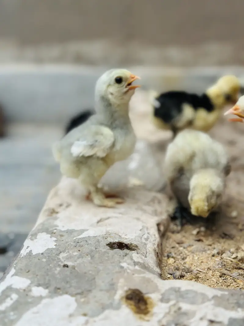 Polish ,lavender cochin bantam,silky,Aseel fancy chicks pair — photo 8