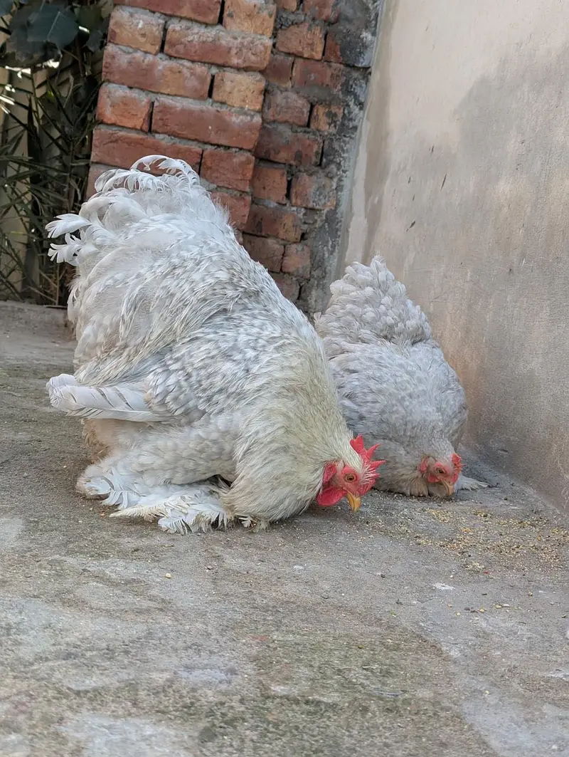 Polish ,lavender cochin bantam,silky,Aseel fancy chicks pair — photo 9