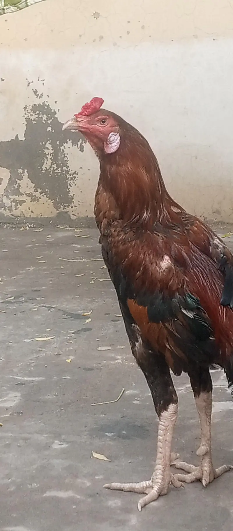 Aseel Sindhi Pior Aseel — photo 3