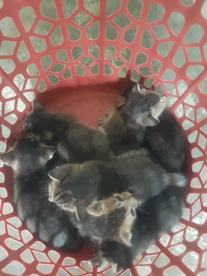 kittens 1
